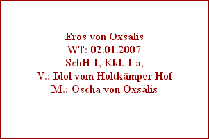 Eros von Oxsalis
WT: 02.01.2007
SchH 1, Kkl. 1 a,
V.: Idol vom Holtkmper Hof
M.: Oscha von Oxsalis